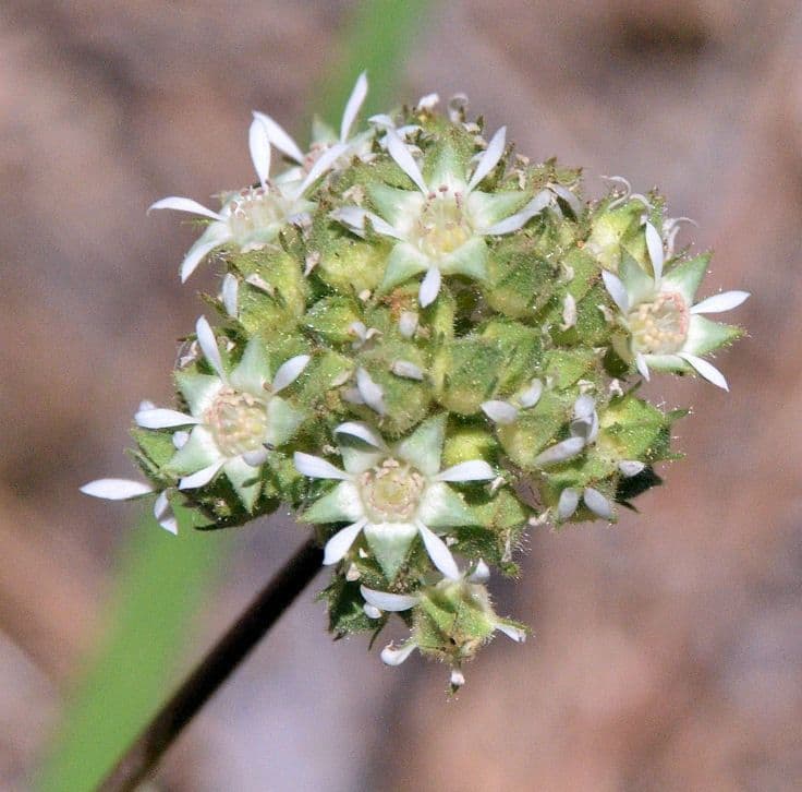 Horkelia tridentata