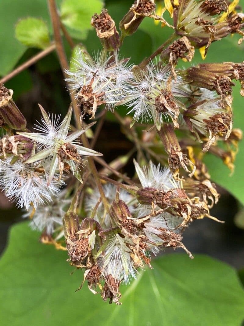 Roldana 5
