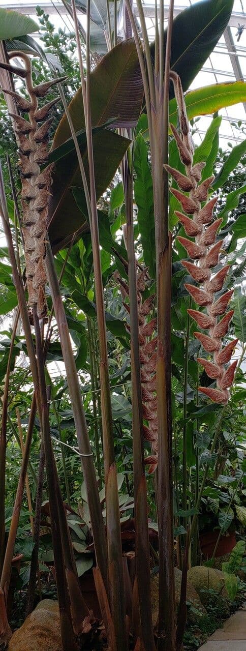 Heliconia 6