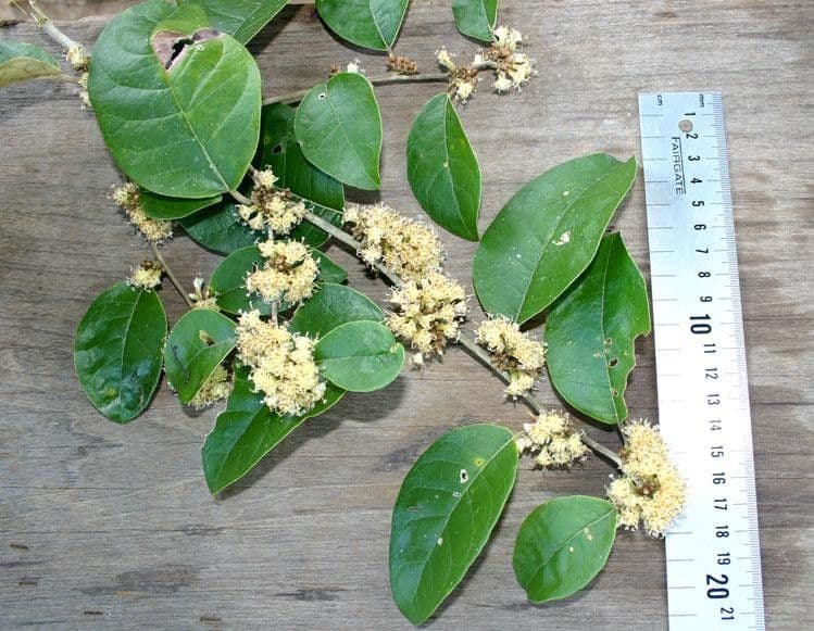 Piptocarpha 18