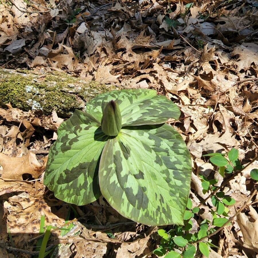 Trillium cuneatum 15