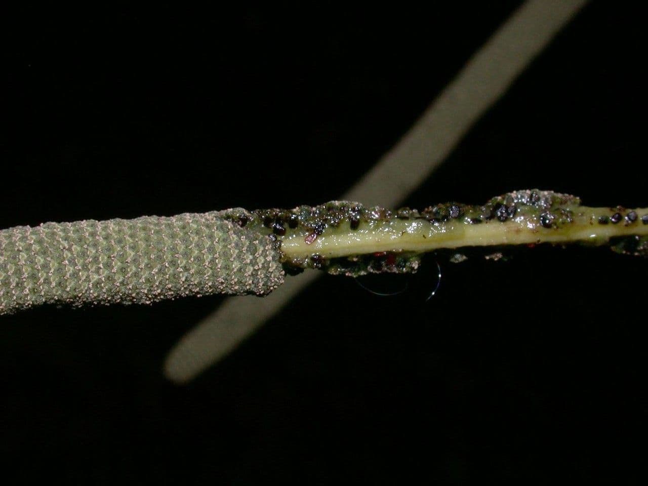 Pfeffer 5