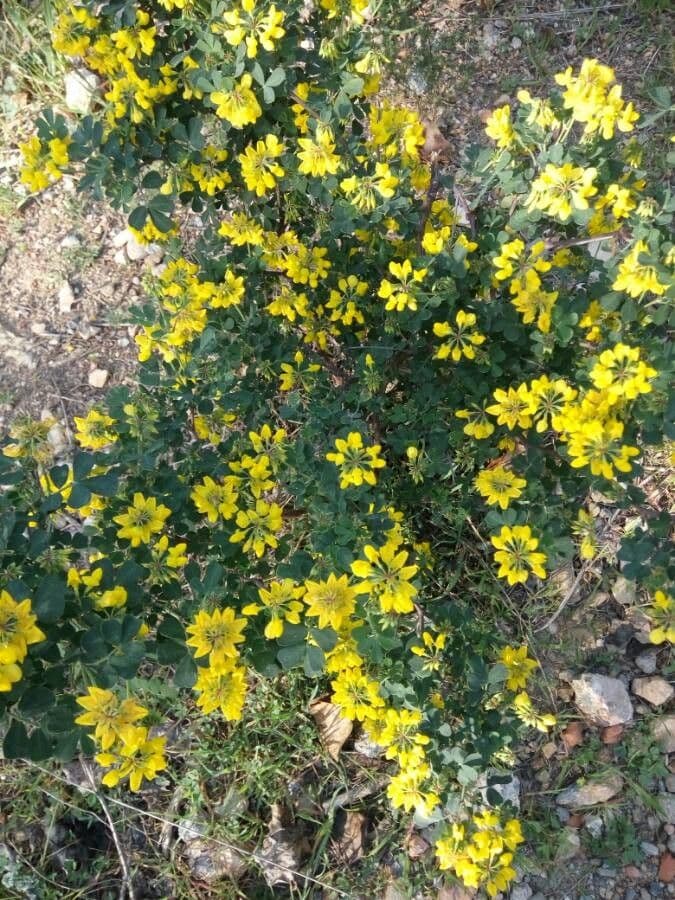 Coronilla valentina 28
