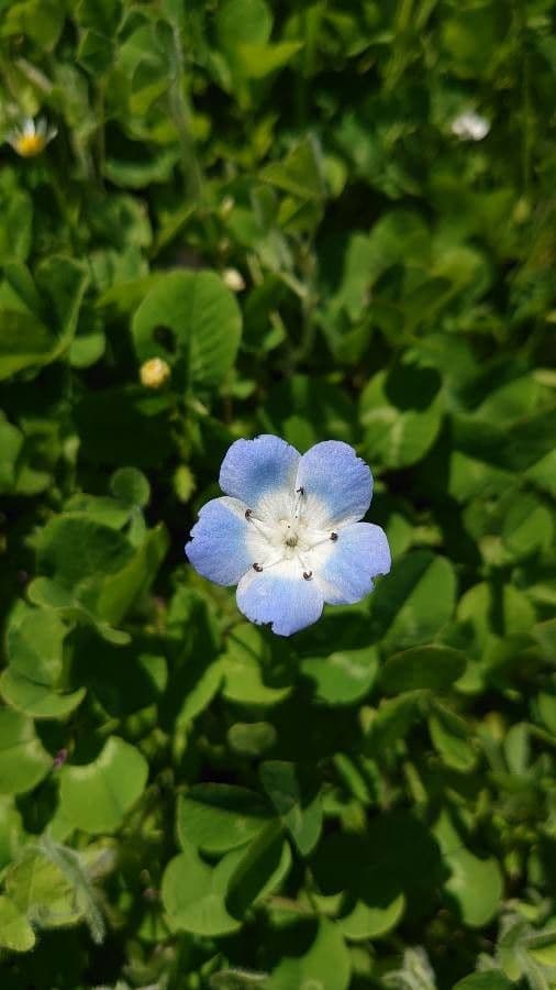 Nemophila 3
