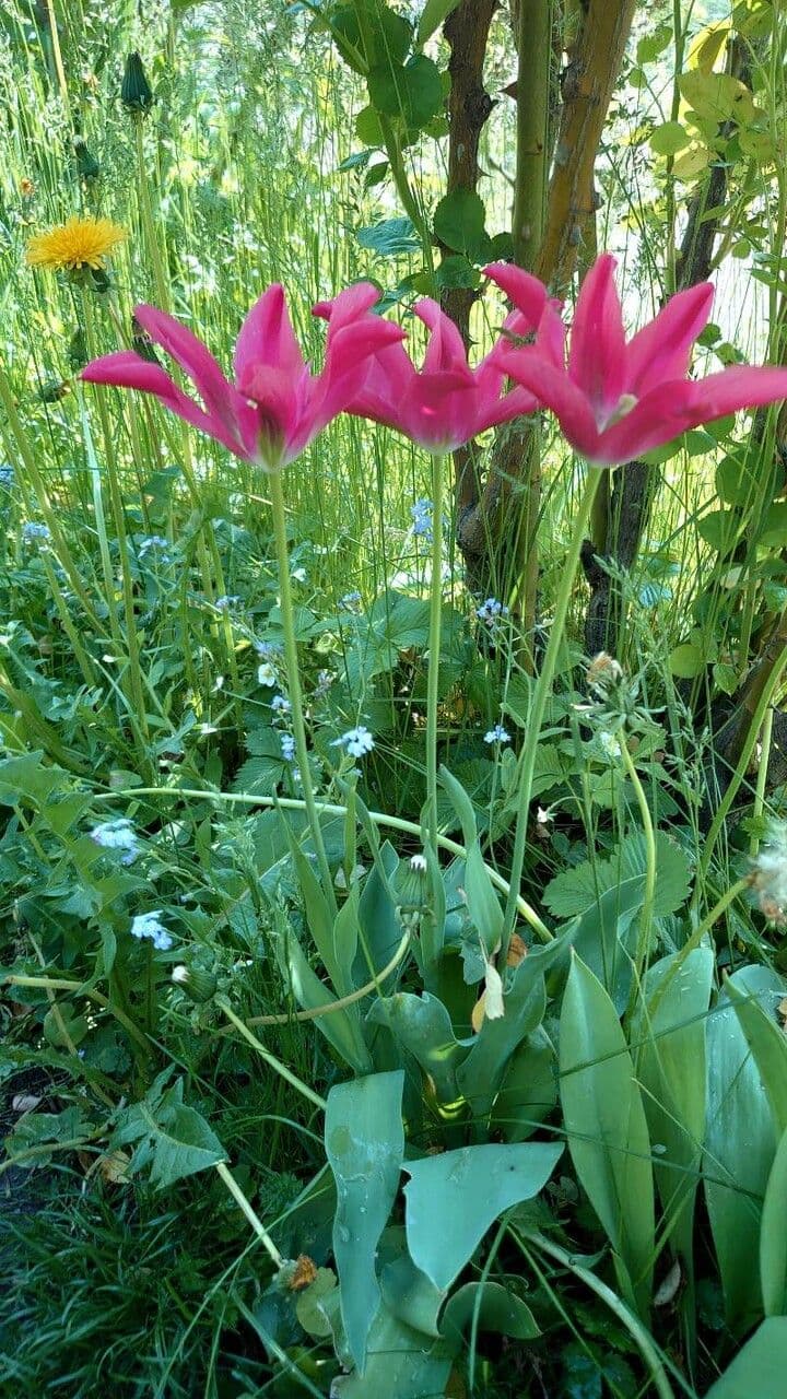 Clusius-Tulpe 11