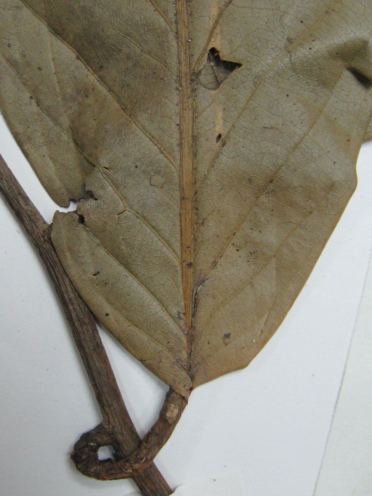 Eschweilera 9