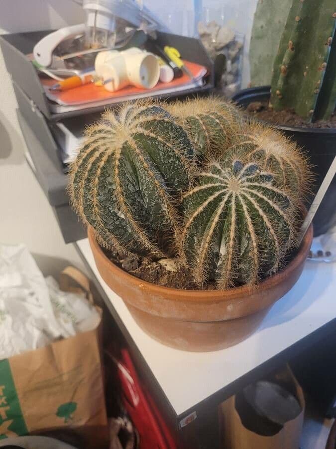Parodia 6