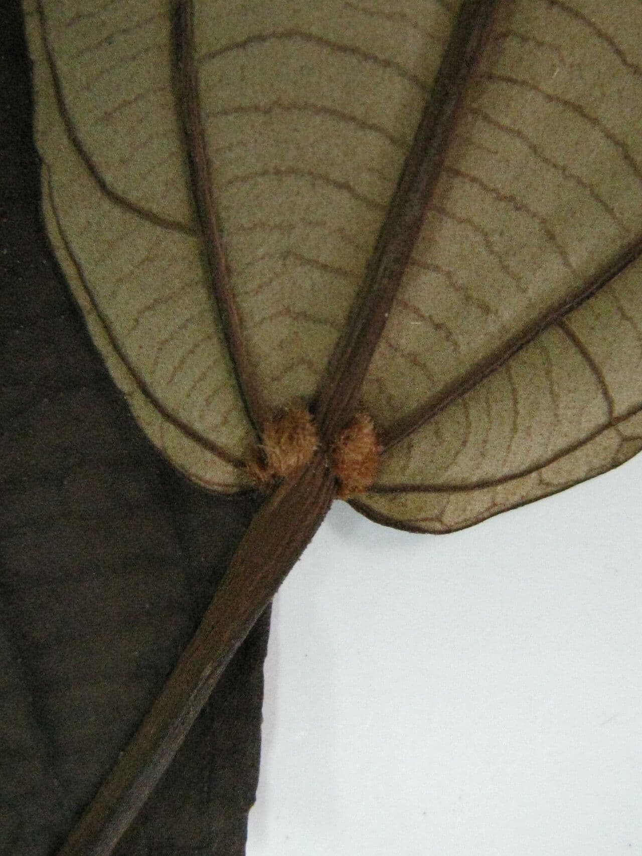 Apeiba 12