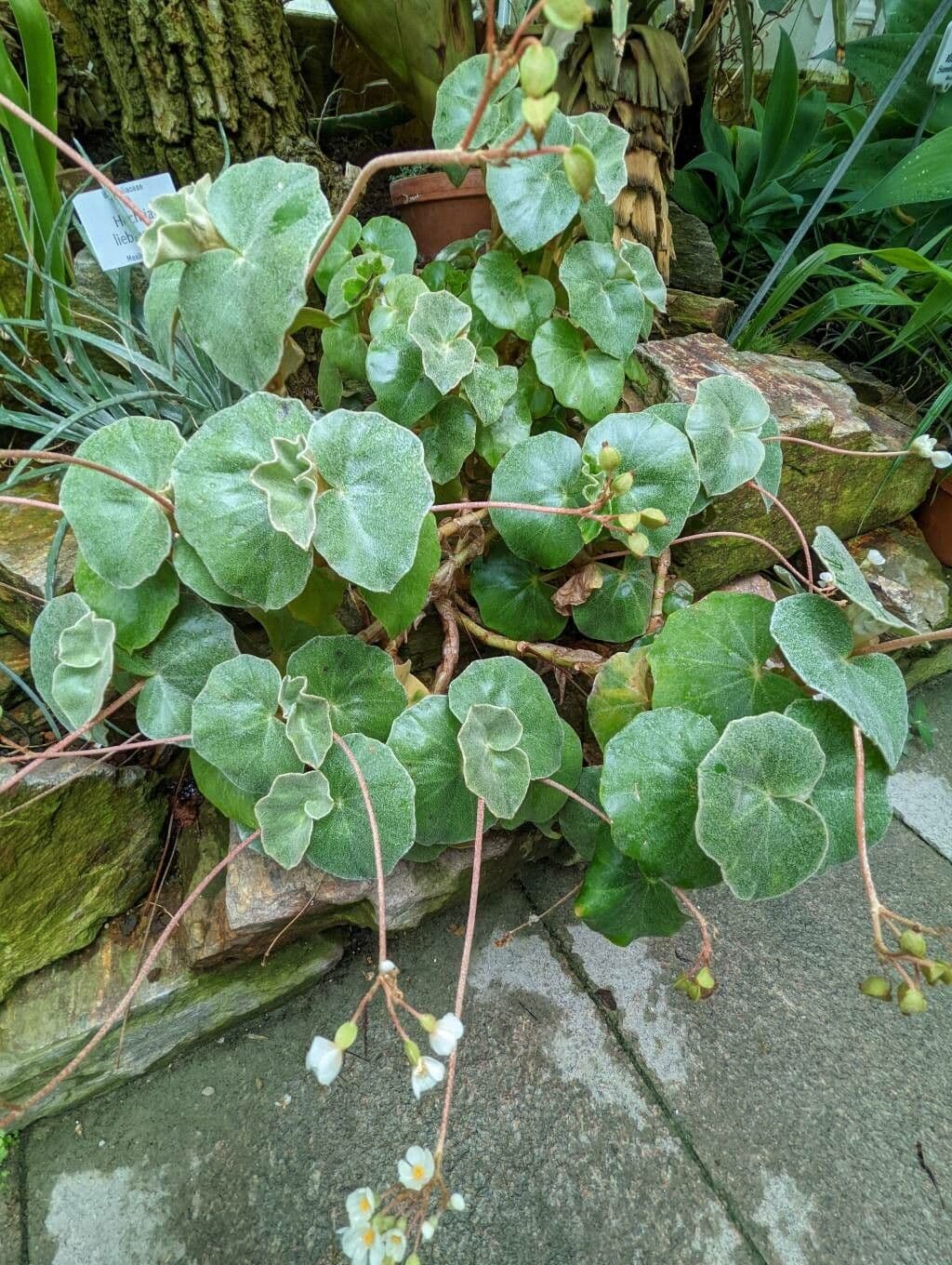 Begonia 9
