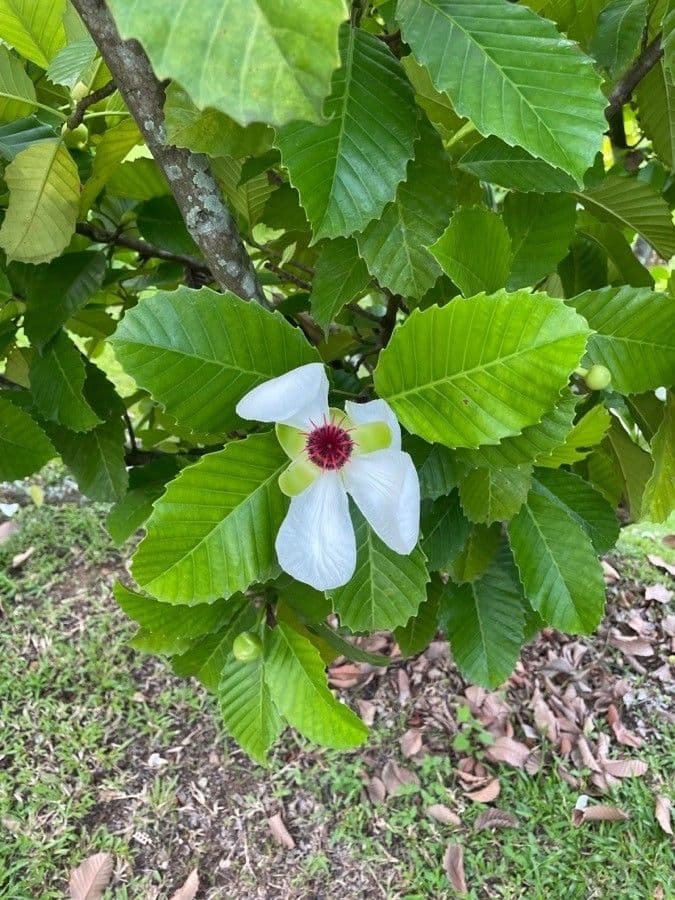Dillenia 10
