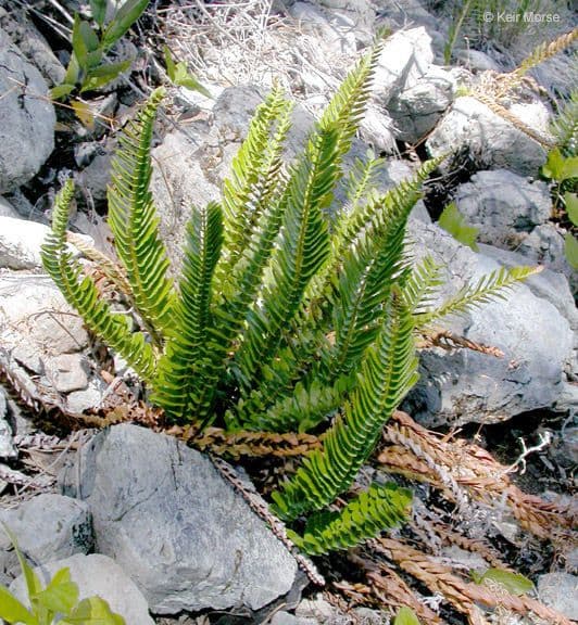Polystichum imbricans 5