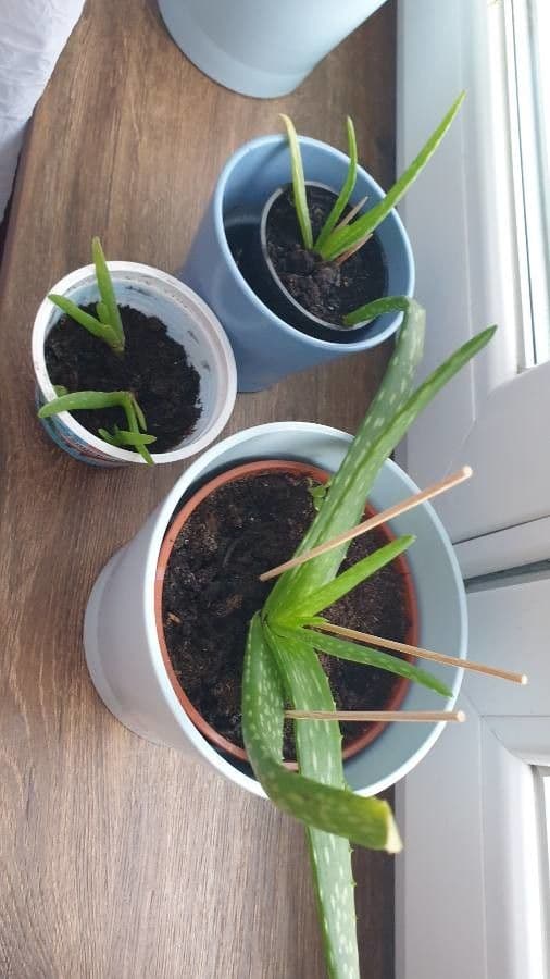 Echte Aloe 9