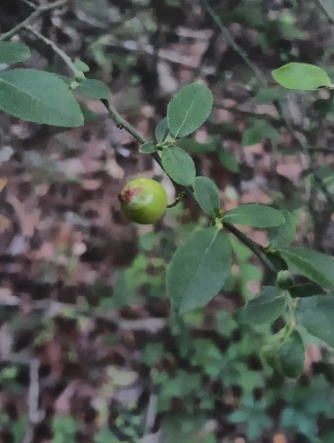 Kleinblättrige Heidelbeere 2