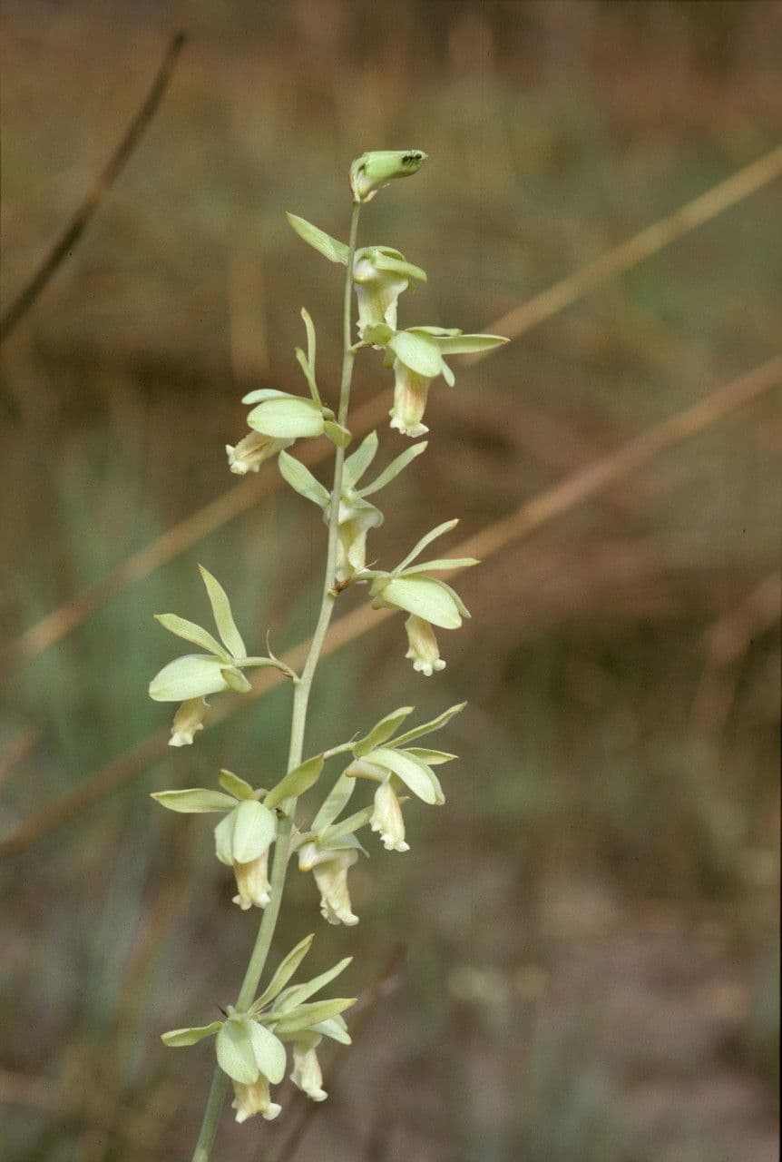 Tlustoklas 2