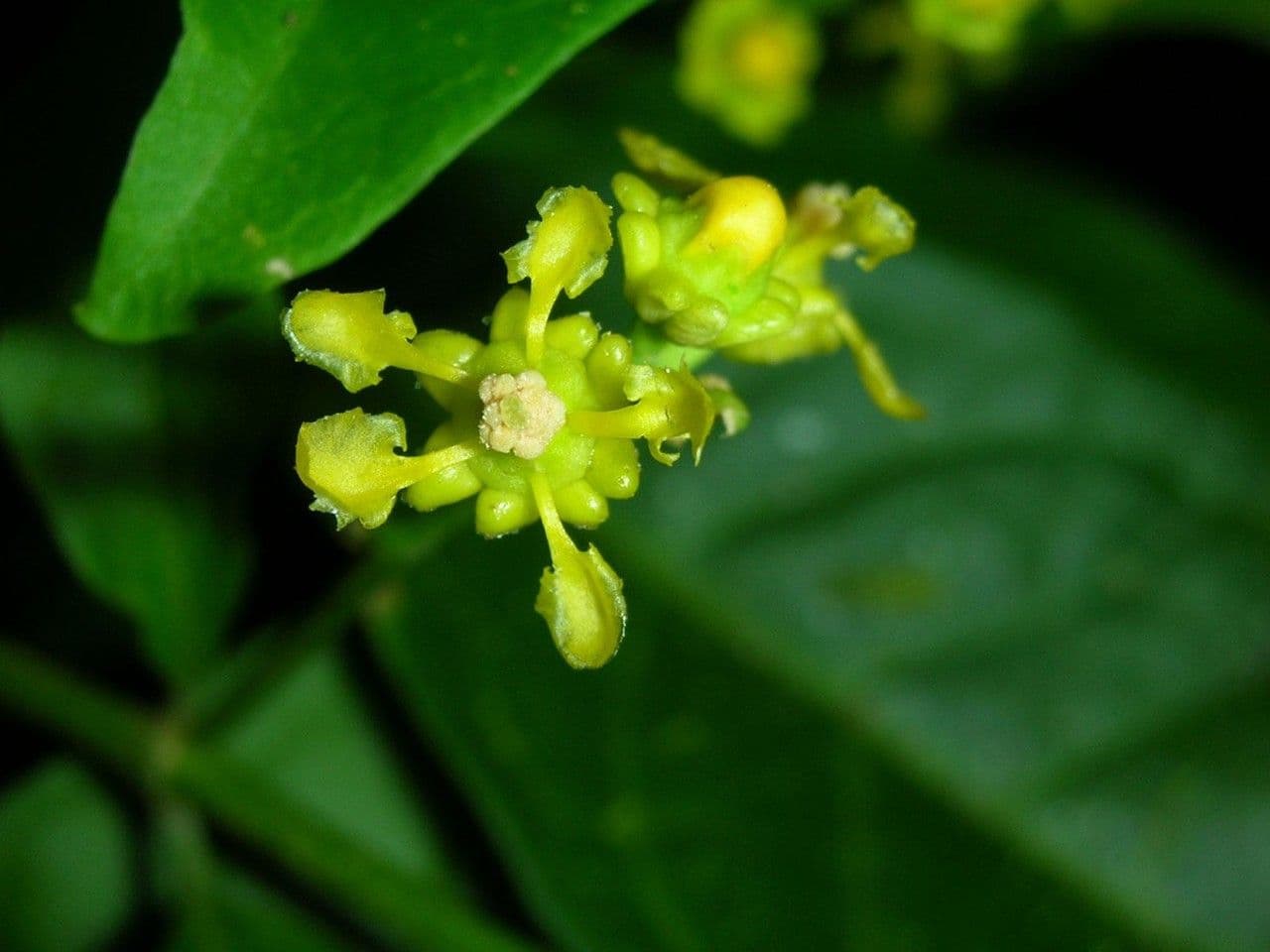 Bunchosia 7
