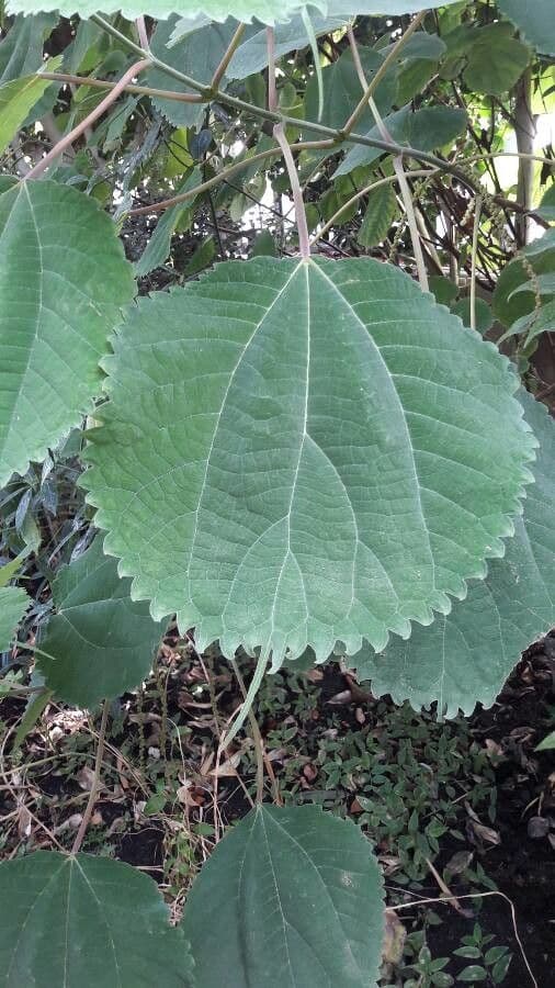 Schlanke Scheinnessel 12