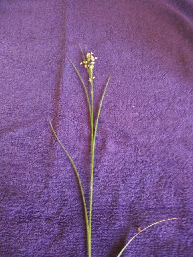Carex disperma 2