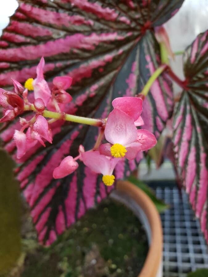 Begonia brevirimosa 3