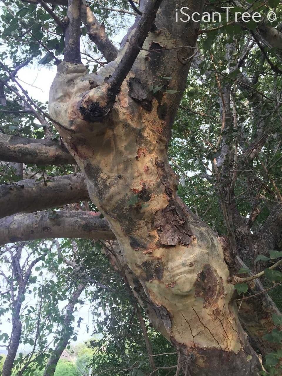 Sterculia 24