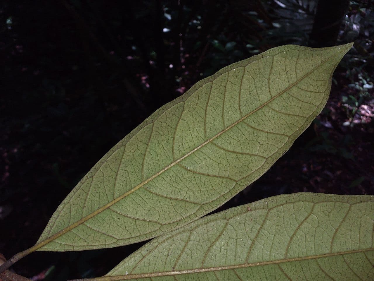 Eugenia 6