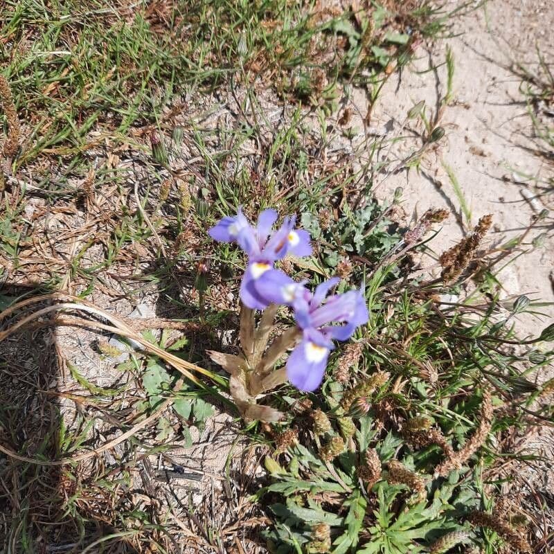 Moraea 2
