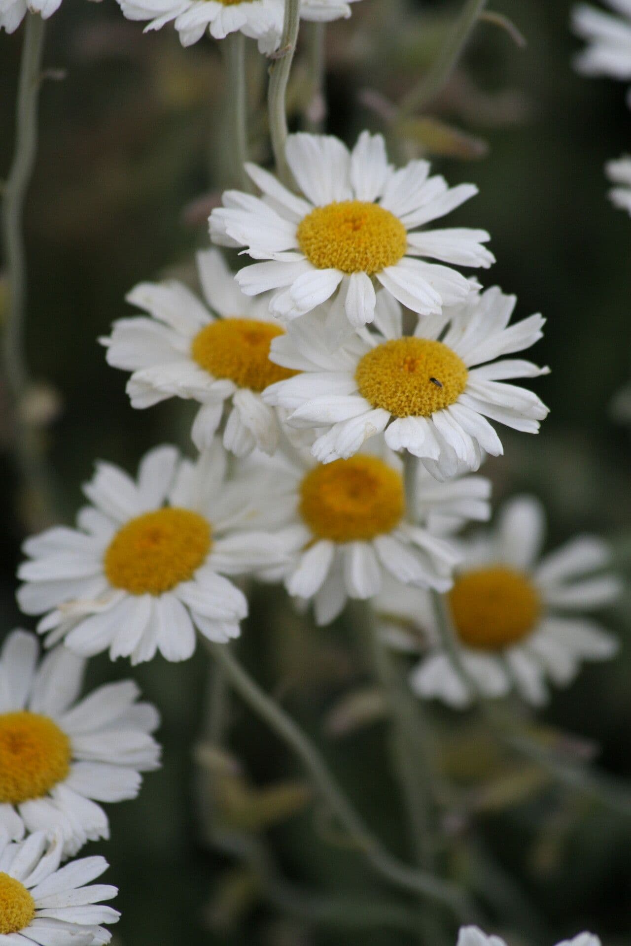 Tansy