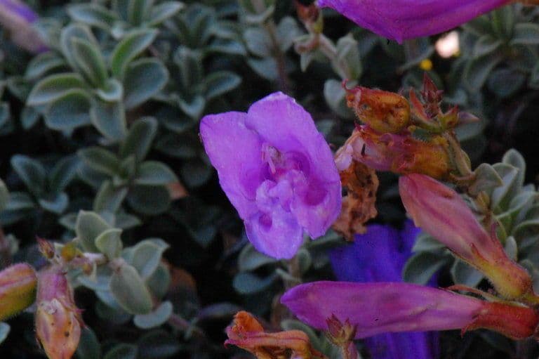 Penstemon Davidsona 3