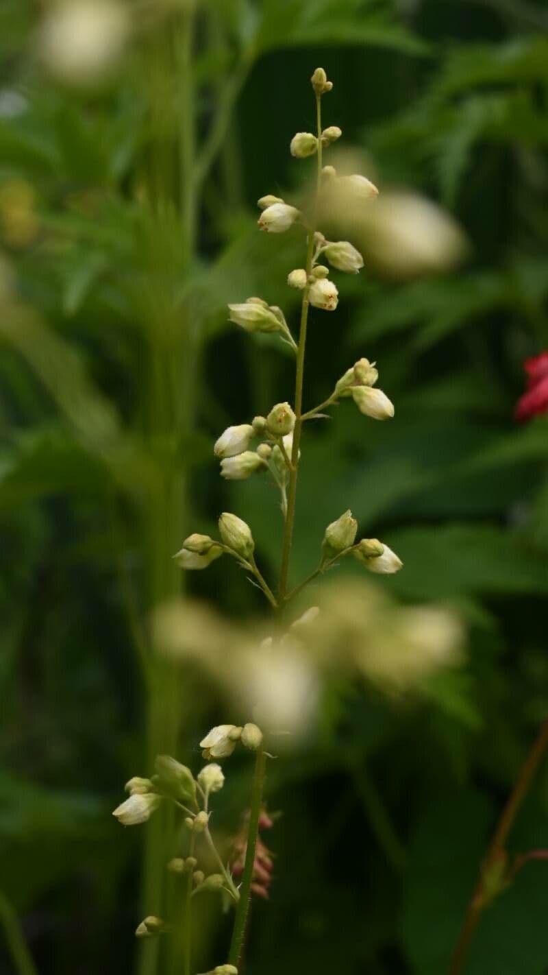 Heuchère pubescente 3