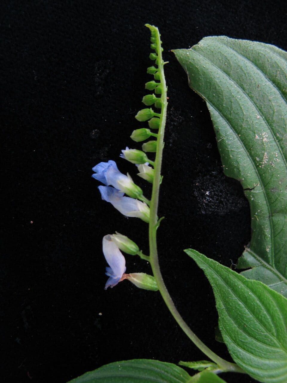 Rhynchoglossum