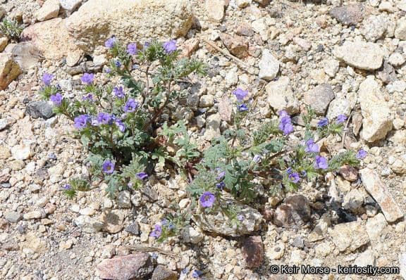 Fremonts Phacelia 10