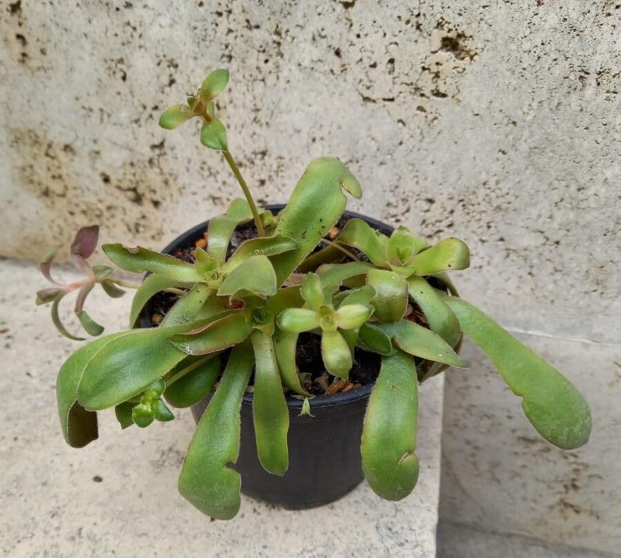 Orostachys malacophylla 4