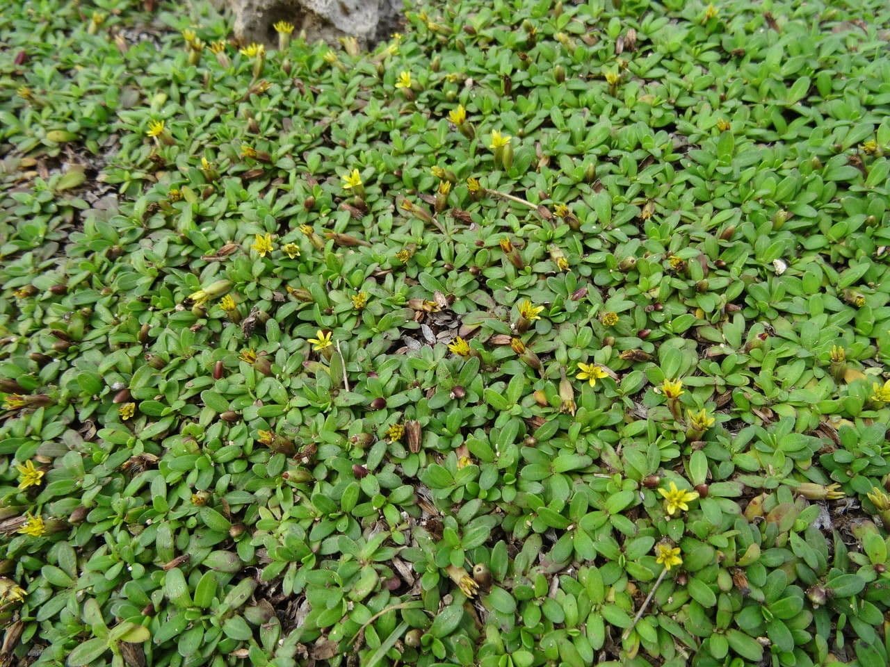 Pectis humifusa 5