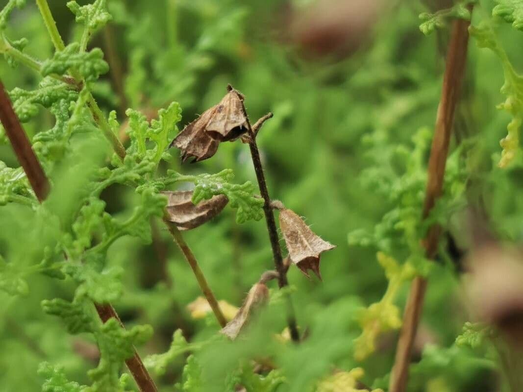 Salvia