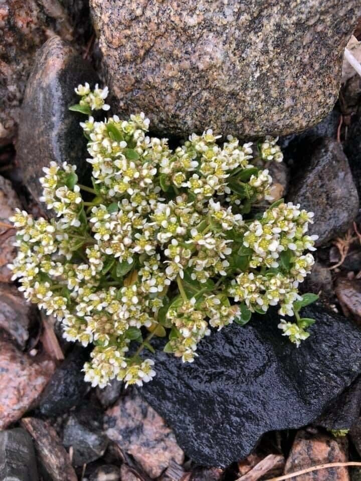 Cochlearia groenlandica