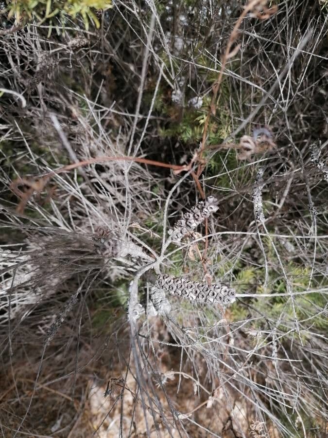 Melaleuca armillaris 2