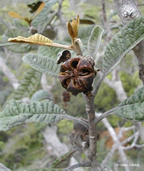 Pleurocalyptus 2