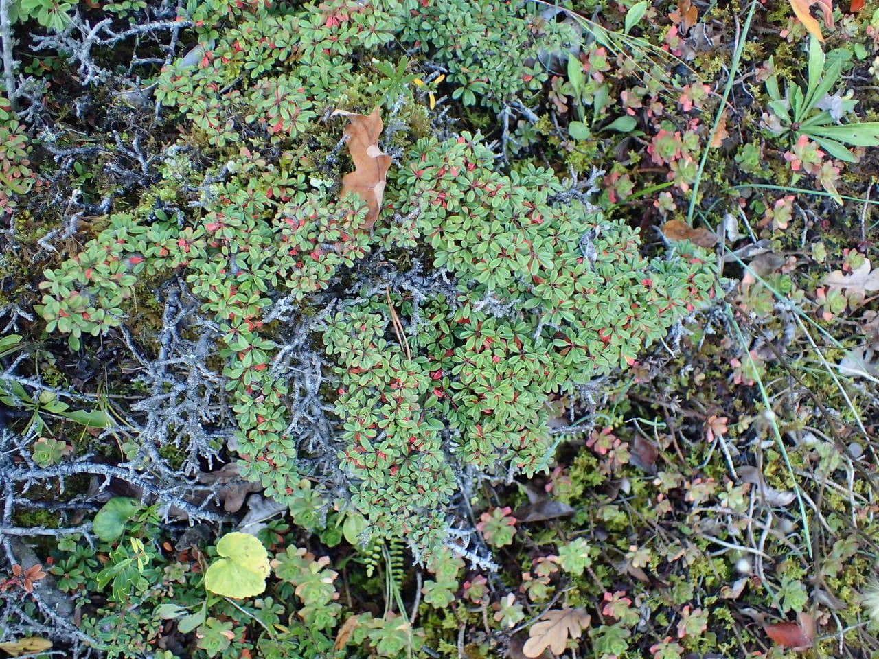 Cotoneaster 3