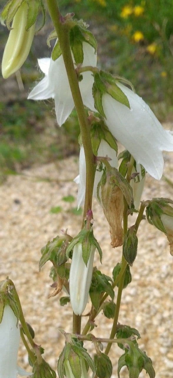 Campanula 20