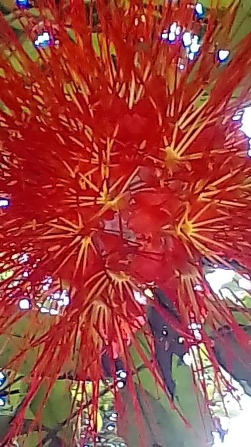 Brownea 5