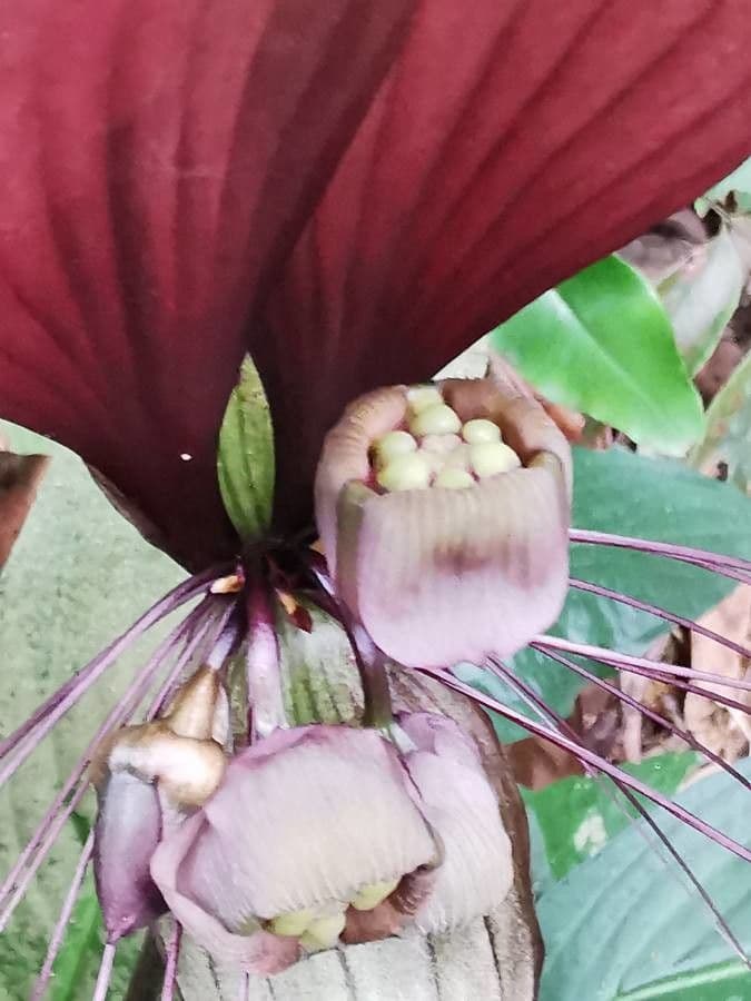 Tacca 4