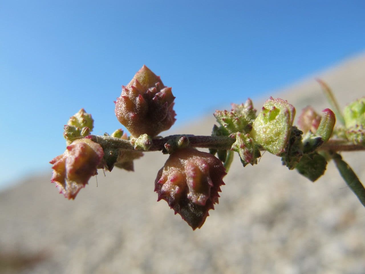 Atriplex glabriuscula 27