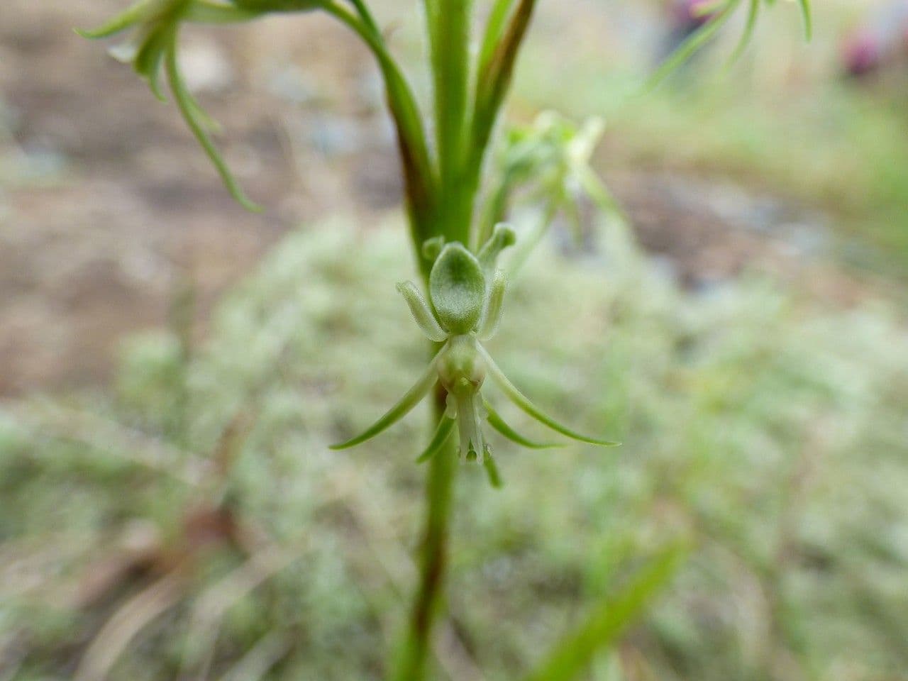 Orchidea 4