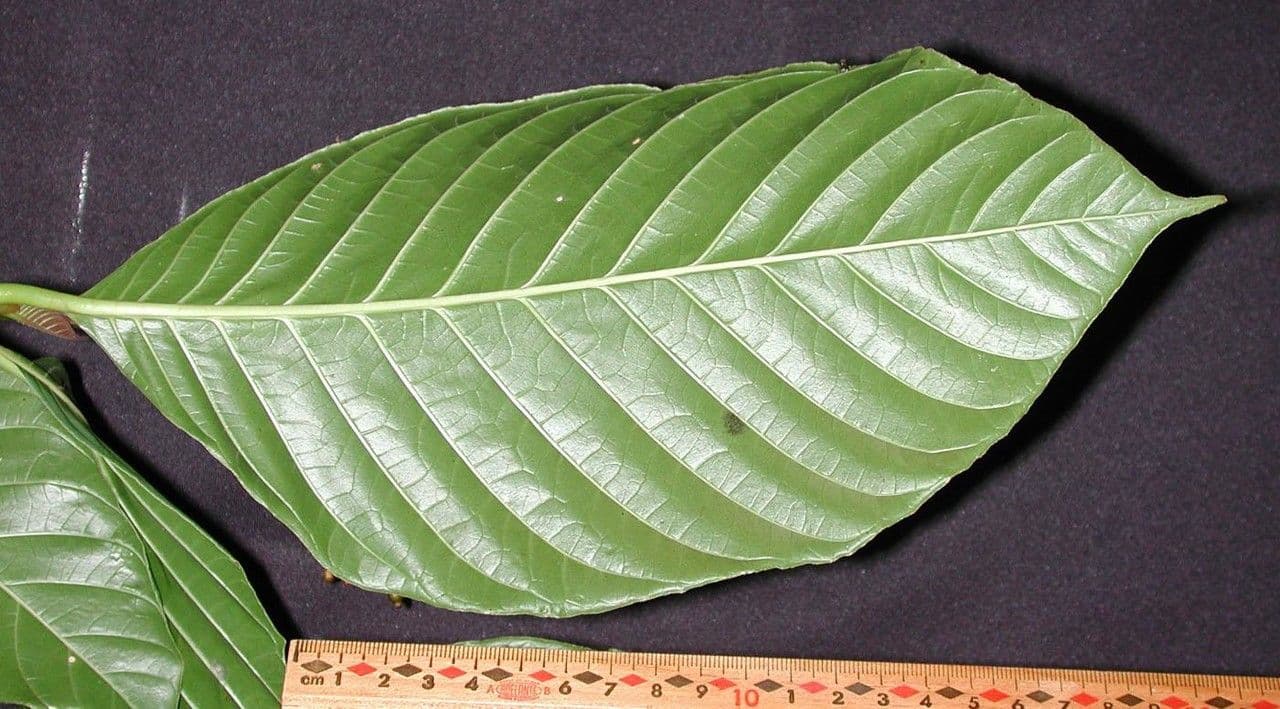 Palikurea 27