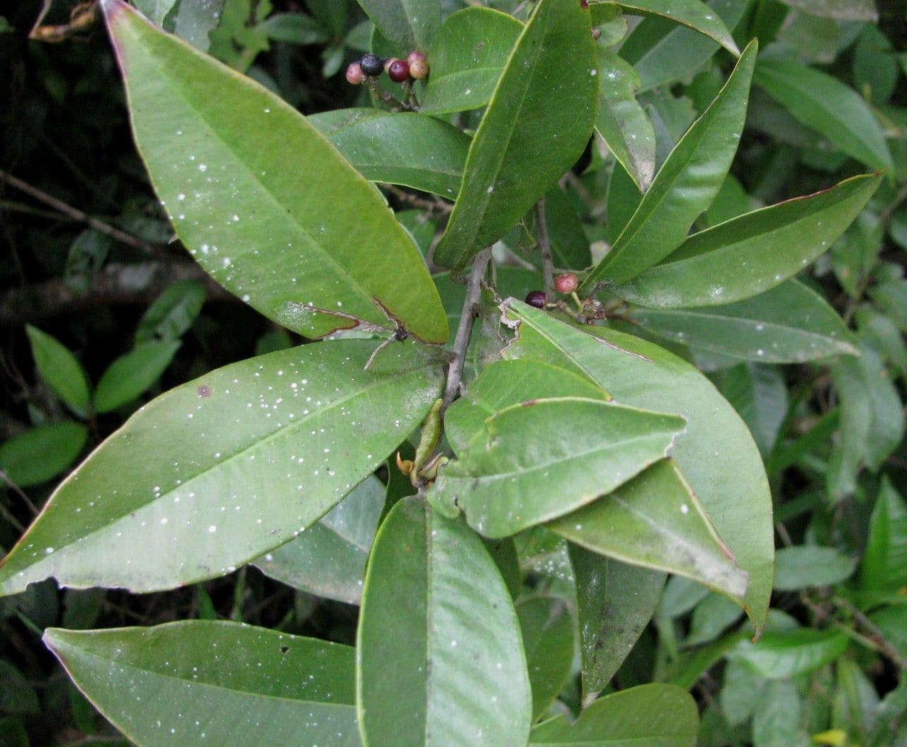 Ardisia escallonioides 6