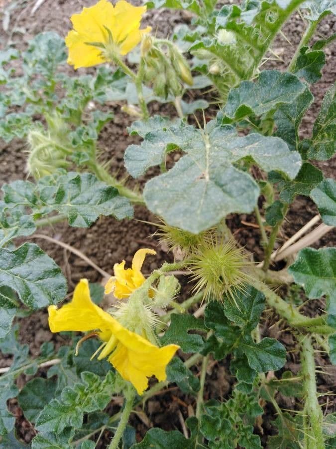 Solanum rostratum 3