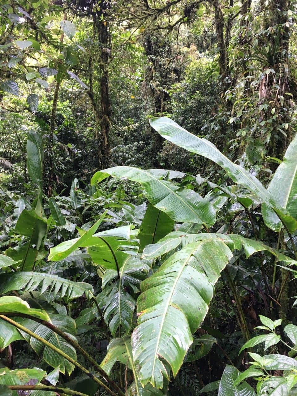 Heliconia 20