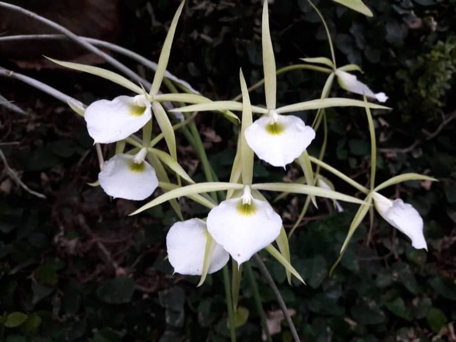 Brassavola 2