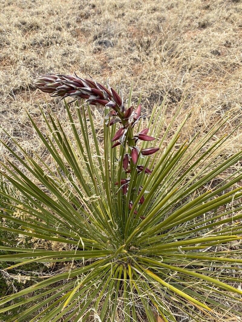 Schmalblättrige Yucca 5
