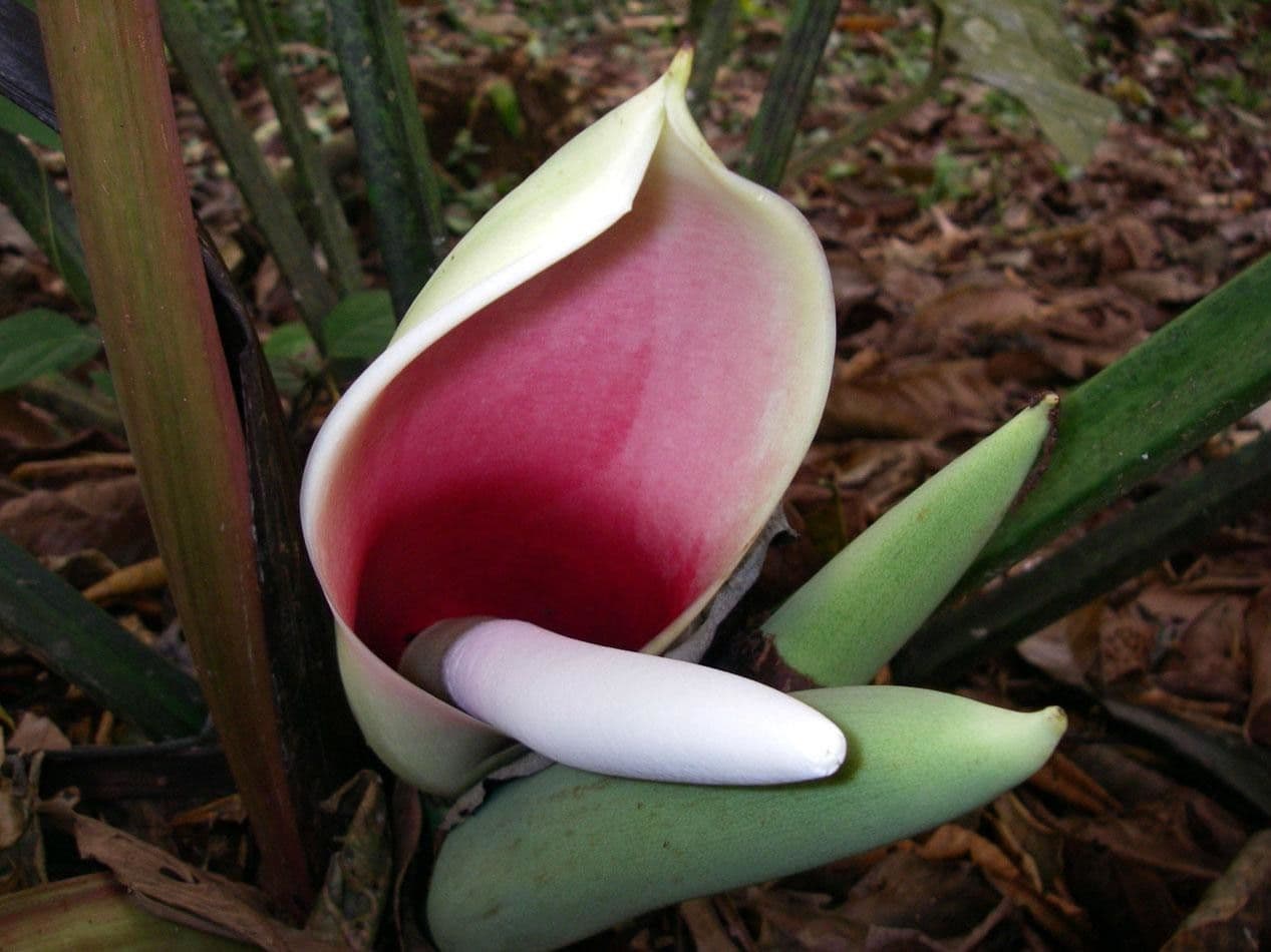 Philodendron 2