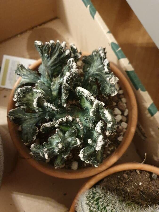 Cactus 5